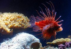 獅子魚入侵古巴 當地人直接端上餐桌解決危機